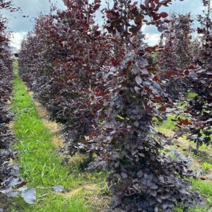 Fagus syl. ‘Atropunicea’