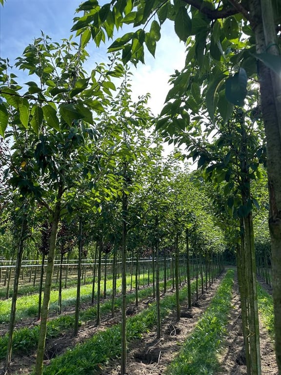 Fraxinus e. ‘Westhof’s Glorie’