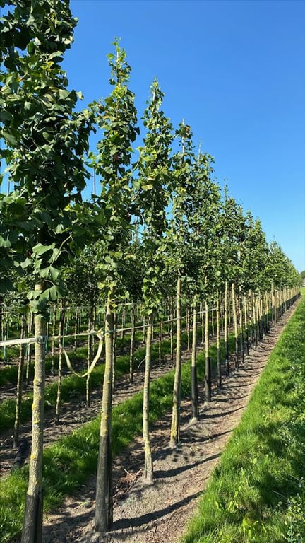 Ginkgo biloba