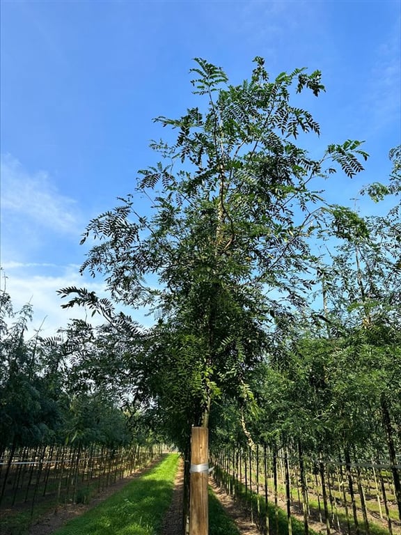 Gleditsia triac. ‘Skyline’