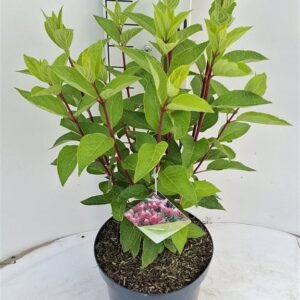 Hydrangea pan. Pinky Winky