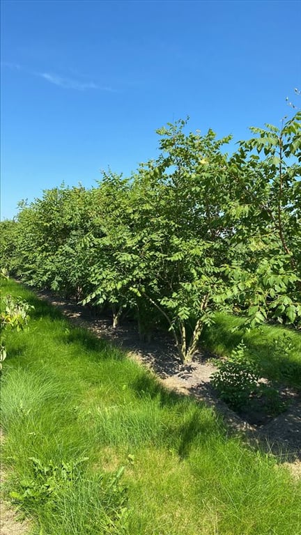 Koelreuteria paniculata