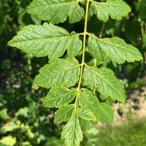 Koelreuteria paniculata