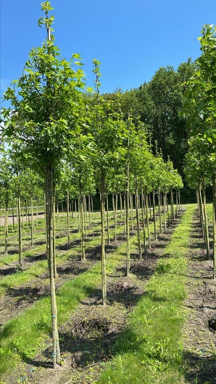 Liquidambar s. ‘Worplesdon’