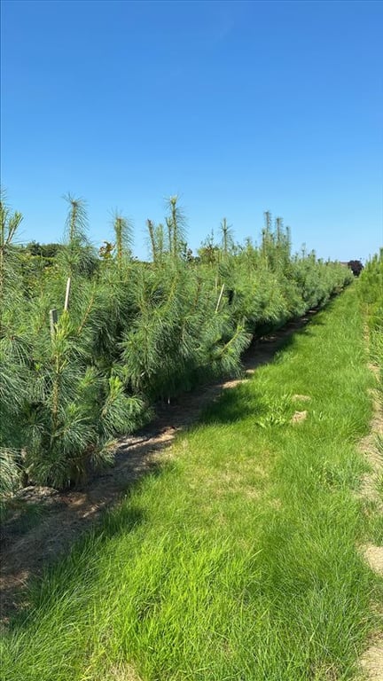 Pinus wallichiana