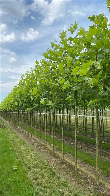 Platanus acerifolia