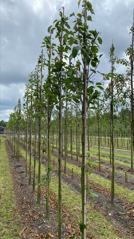 Prunus ser. ‘Amanogawa’
