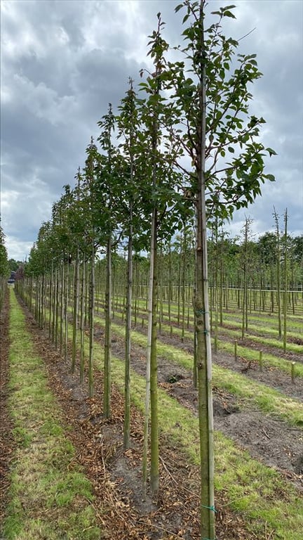 Prunus ‘Umineko’