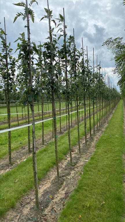 Sorbus thur. ‘Fastigiata’