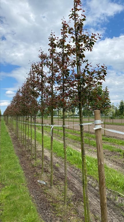 Malus ‘Rudolph’