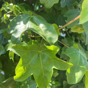 Acer campestre