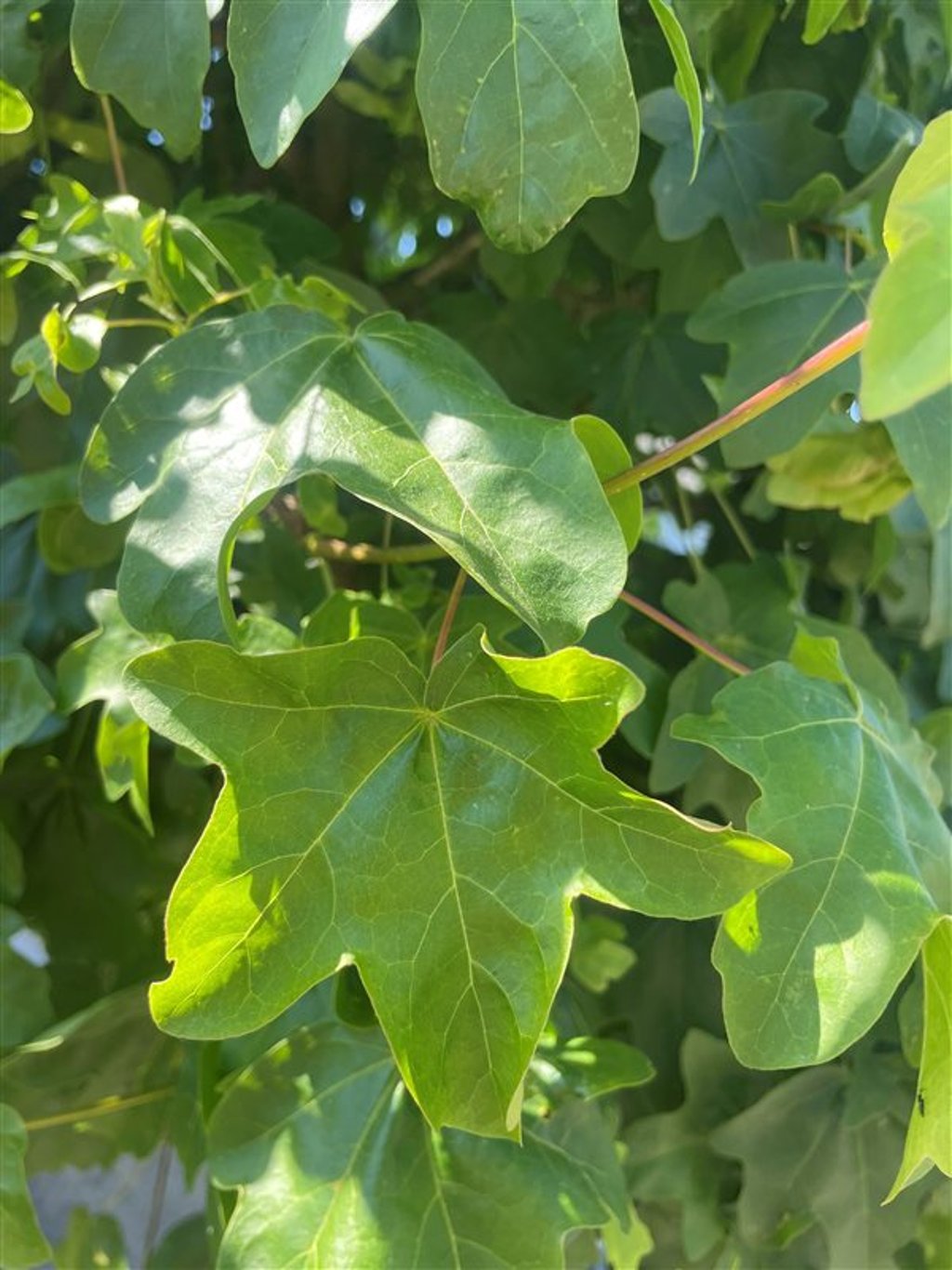 Acer campestre