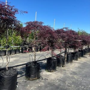 Acer palm. ‘Dissectum Garnet’