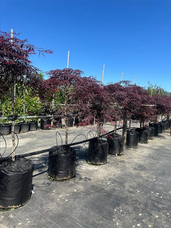 Acer palm. ‘Dissectum Garnet’