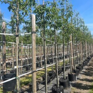Amelanchier arborea ‘Robin Hill’