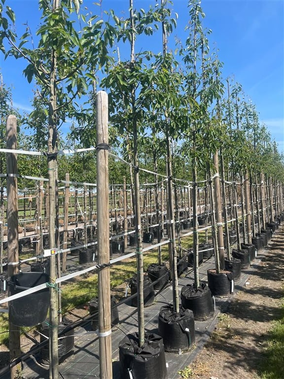 Amelanchier arborea ‘Robin Hill’