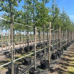 Amelanchier lamarckii