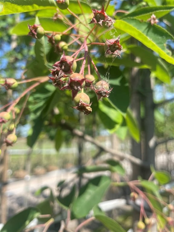 Amelanchier lamarckii