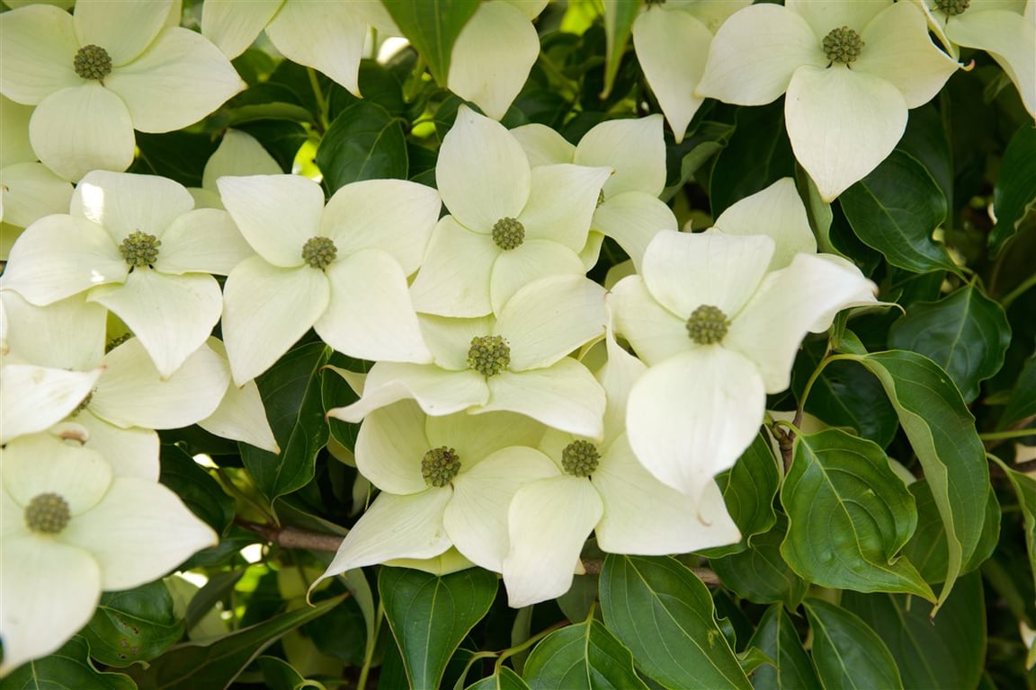 Cornus kousa