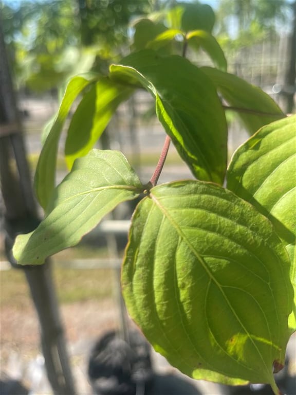 Cornus kousa