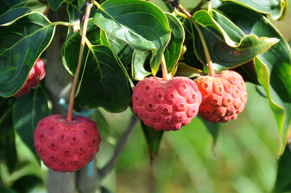Cornus kousa