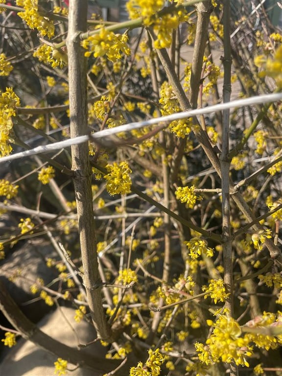 Cornus mas