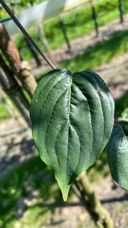 Cornus mas