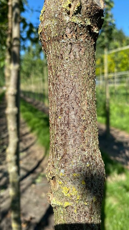 Cornus mas