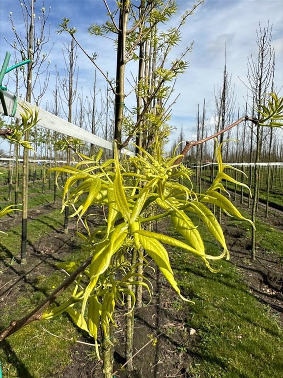 Cornus officinalis