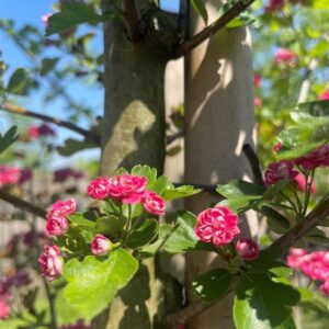 Crataegus laevigata