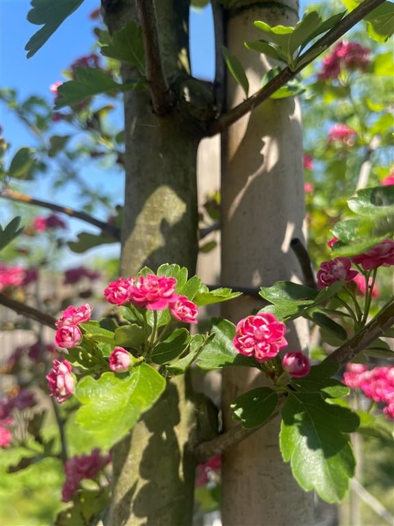 Crataegus laevigata