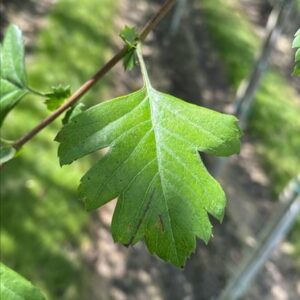Crataegus monogyna