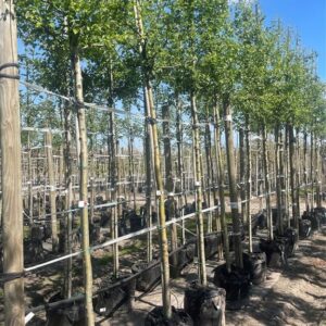 Crataegus monogyna