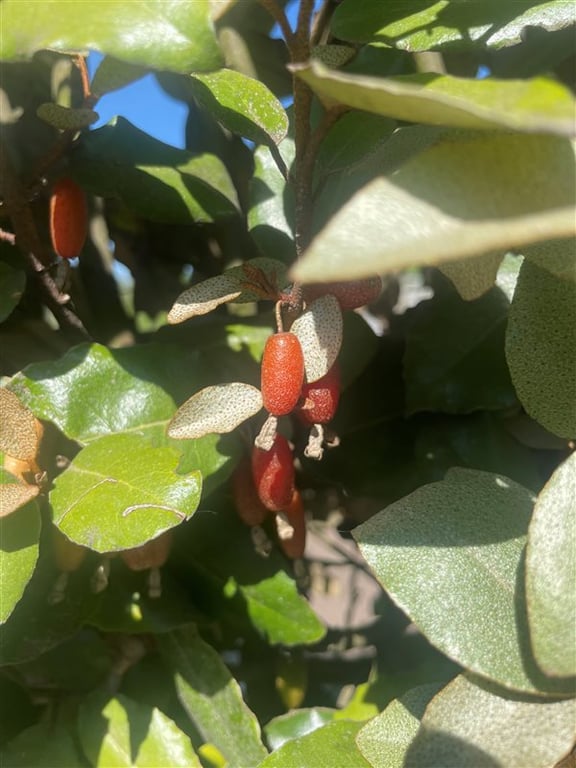 Elaeagnus ebbingei