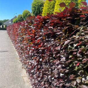 Fagus syl. ‘Atropunicea’