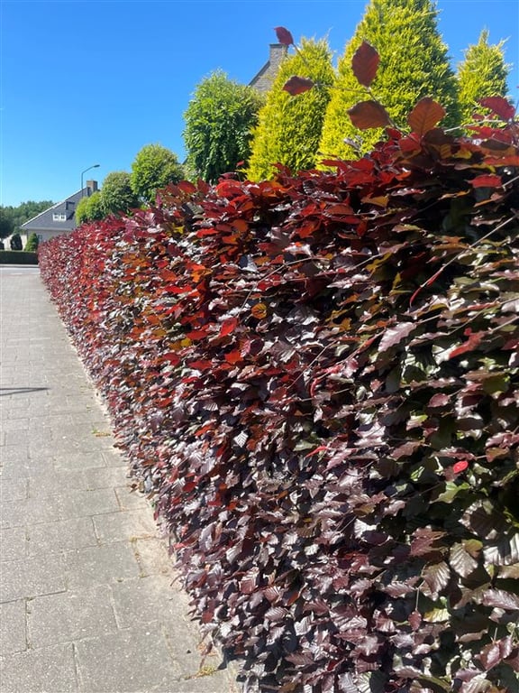 Fagus syl. ‘Atropunicea’
