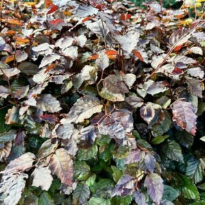 Fagus syl. ‘Atropunicea’