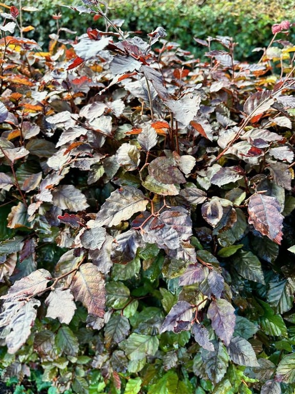 Fagus syl. ‘Atropunicea’
