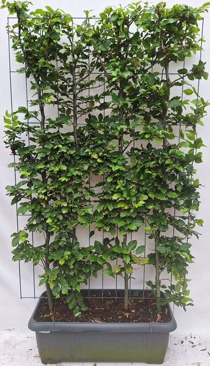 Fagus sylvatica