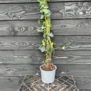 Hedera helix