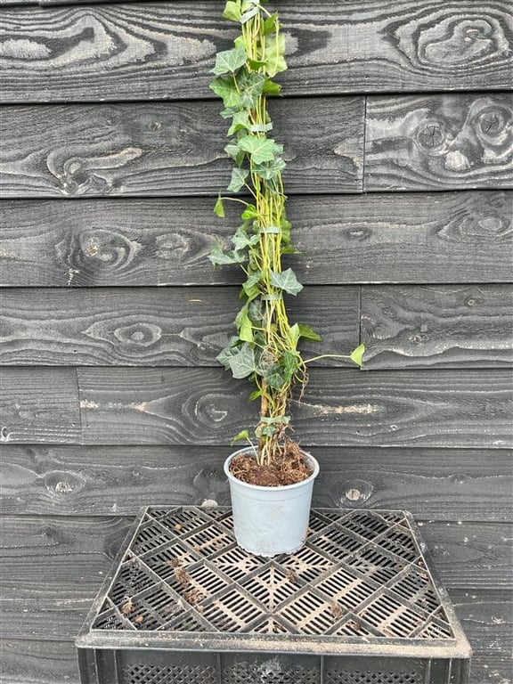 Hedera helix