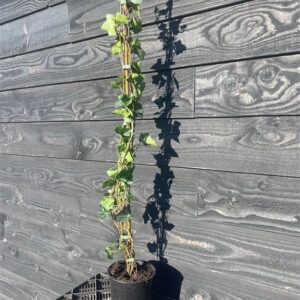 Hedera hibernica