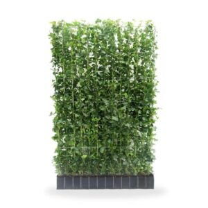 Hedera hibernica