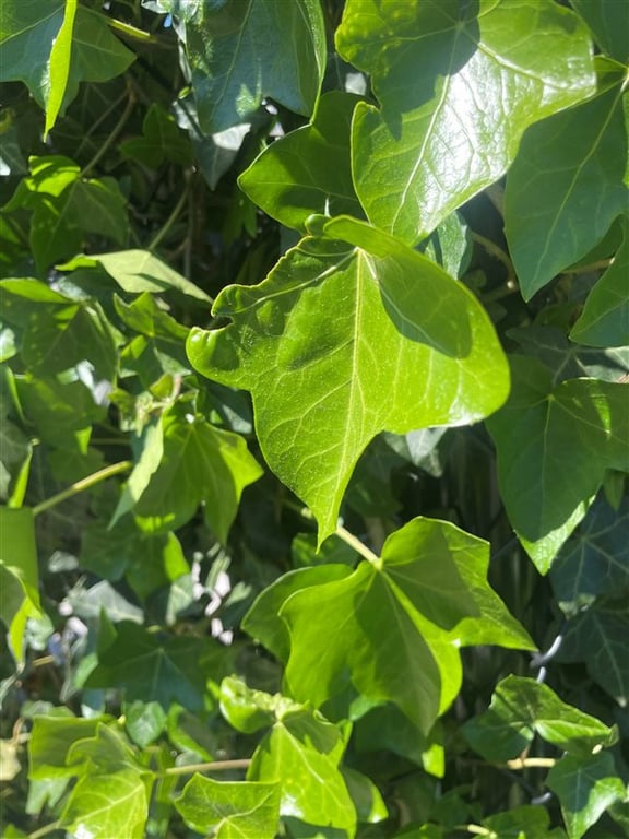 Hedera hibernica