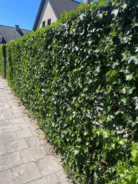 Hedera hibernica