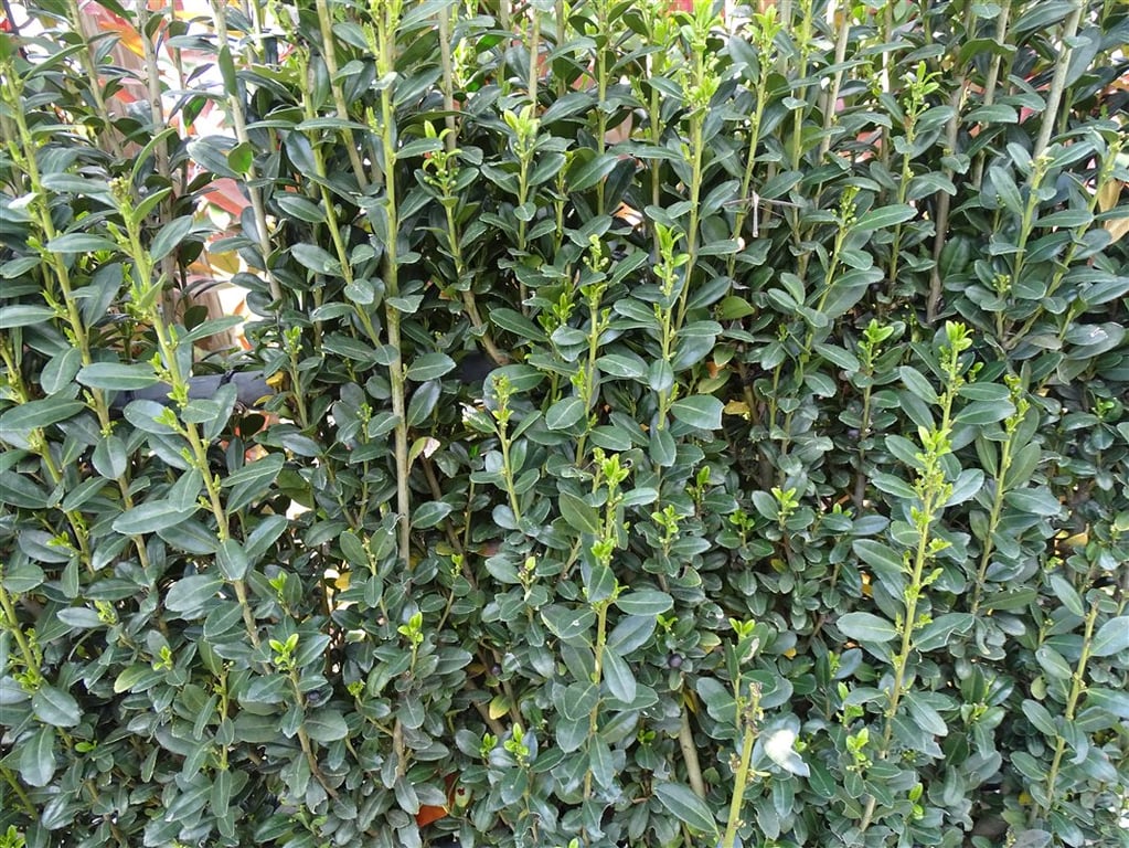 Ilex crenata ‘Fastigiata’