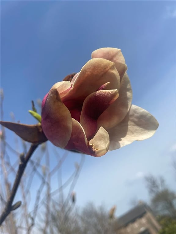 Magnolia ‘Big Dude’