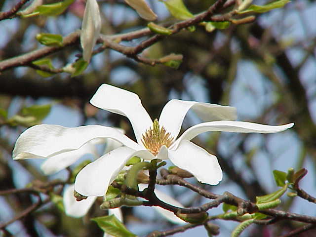 Magnolia kobus