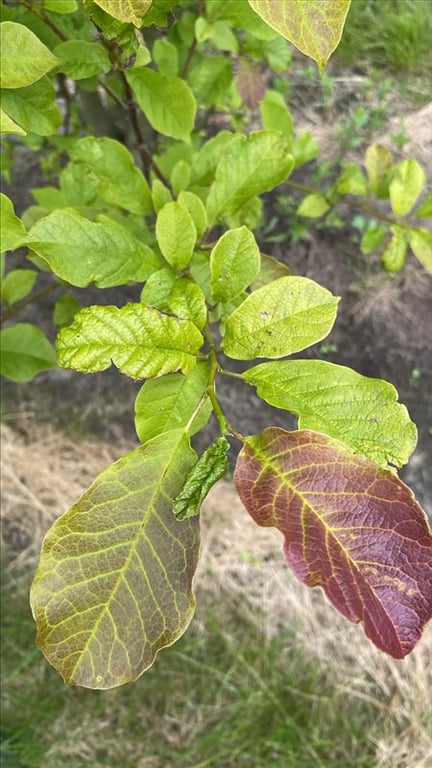 Magnolia kobus