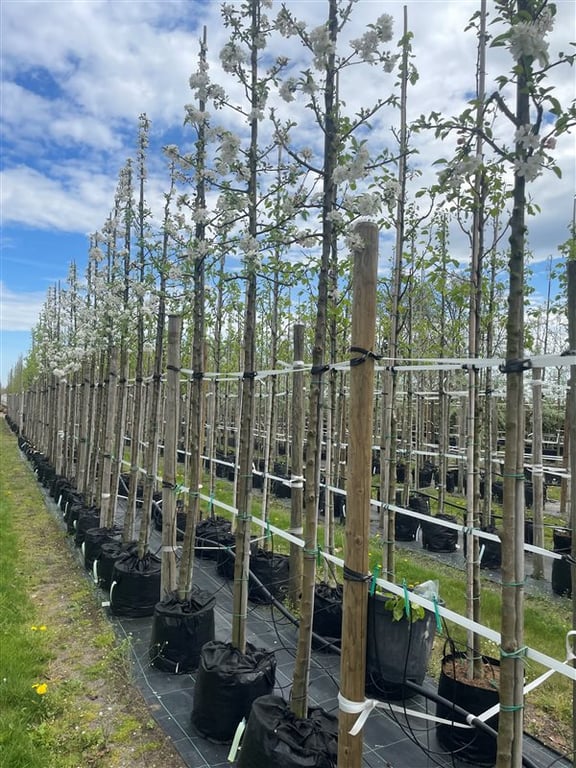 Malus ‘Evereste’